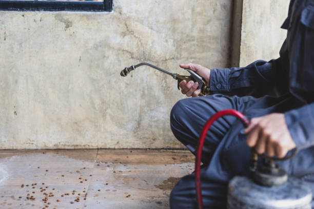 Best Local Pest Control Services  in Lacy Lakeview, TX